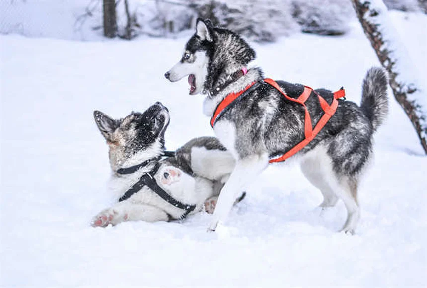 犬の逆流と嘔吐の違い｜症状・原因・対処法を徹底解説
