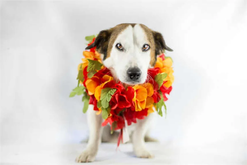 犬と一緒に行けるアメリカ国立公園ベスト5【2025年最新版】