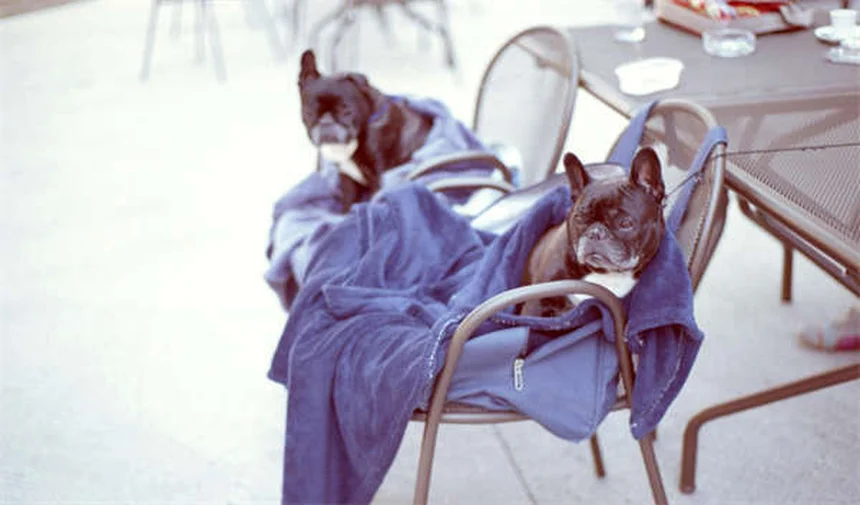 馬にリンゴをあげても大丈夫？安全な与え方と注意点を解説